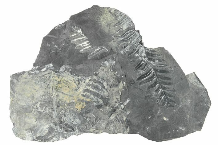 Fossil Seed Fern (Alethopteris) Plate - Pennsylvania #229316